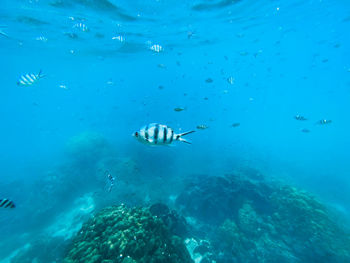 People swimming in sea