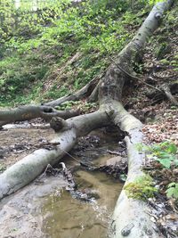 River flowing through forest