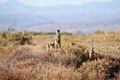 Medium group of alert meerkats on field