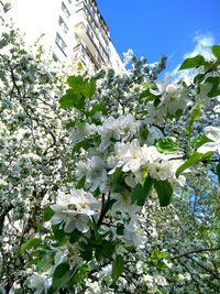 Low angle view of flowers blooming on tree