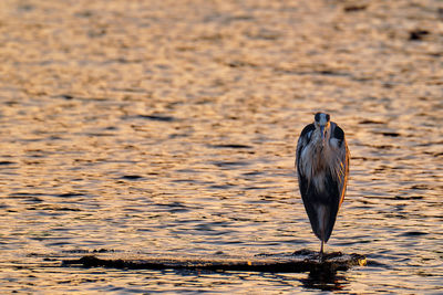 Bird perching on a lake