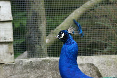 Blue peacock against fence