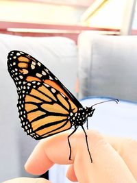 Close-up of butterfly on hand