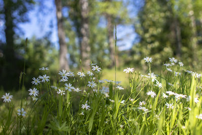 Close-up of flowering plants on land