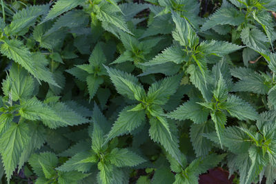 Full frame shot of fresh green plants