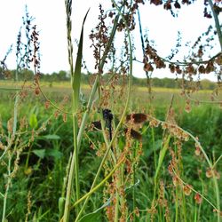 Close-up of crops growing on field