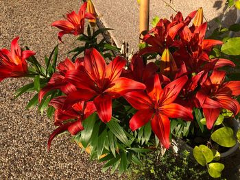 Close-up of red flowering plant