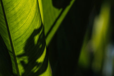 Close-up of plants