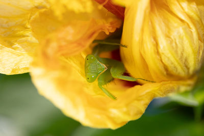 Close-up of insect on yellow flower