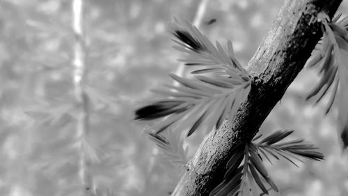 Close-up of pine tree