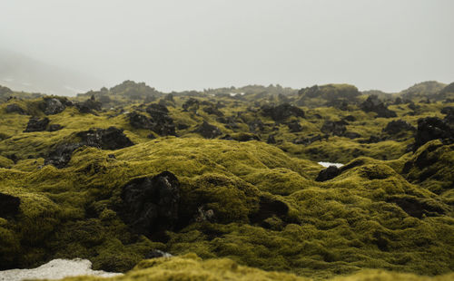 Scenic view of green landscape