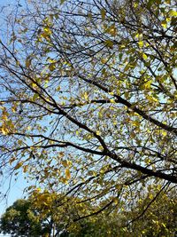 Low angle view of flowering tree against sky