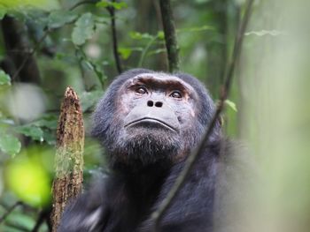 Portrait of monkey in forest