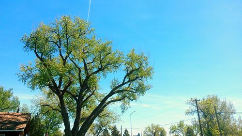 Low angle view of trees against clear blue sky