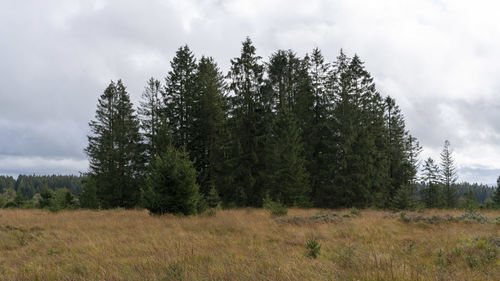 Pine trees on field against sky