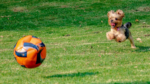 View of a dog running on grassland