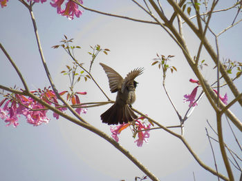 Low angle view of bird flying against sky