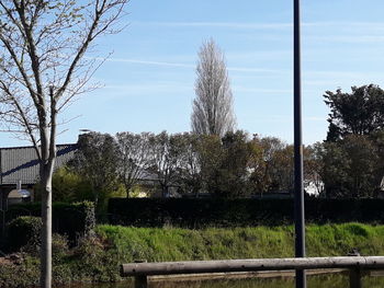 Trees growing on field against sky