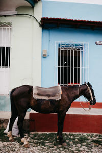 Side view of horse standing against building