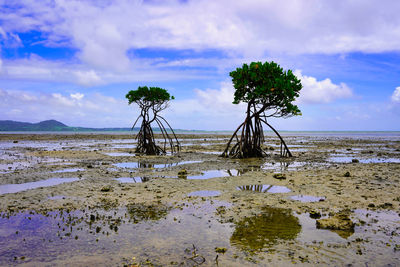 Scenic view of trees and sea against sky