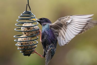 Close-up of bird perching on feeder