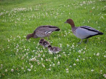 Mallard duck on a field