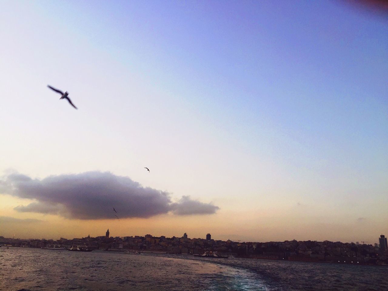 flying, bird, water, sea, animal themes, waterfront, animals in the wild, wildlife, sky, silhouette, sunset, mid-air, built structure, nature, spread wings, seagull, scenics, architecture, horizon over water, tranquil scene