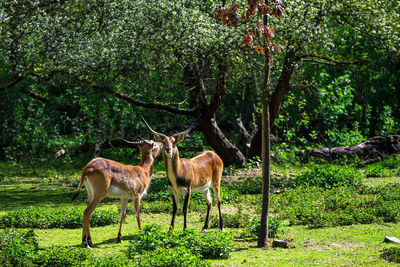 Deer standing on field