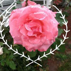 Close-up of pink rose blooming outdoors