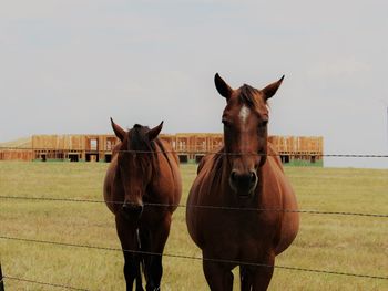 Portrait of horse standing on field against sky