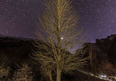 Low angle view of illuminated trees against sky at night