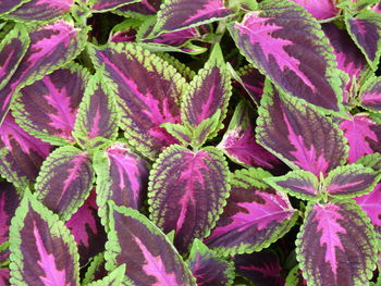 Full frame shot of pink flowers