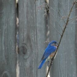 Close-up of bird perching on wall