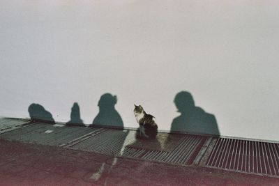 View of a cat on the wall