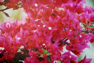 Close-up of fresh flowers blooming outdoors