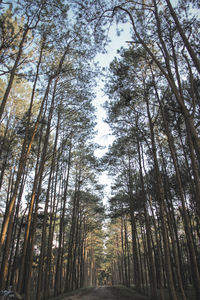 Low angle view of bamboo trees in forest