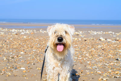 Dog running on beach