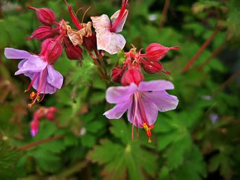 Close-up of pink flowering plant