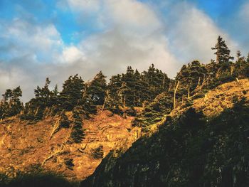 Low angle view of trees on cliff against sky