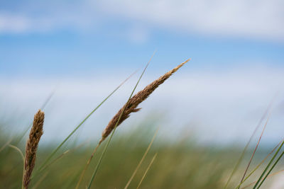 Close-up of stalks in field against sky