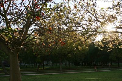 Trees in park