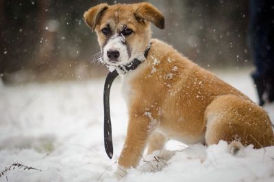 Close-up of dog during winter