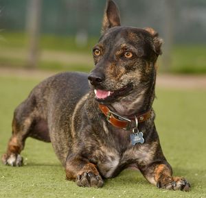 Portrait of dog looking away on field