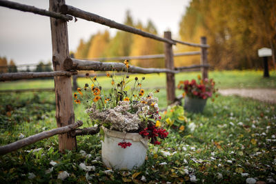 Close-up of flower plant growing on field