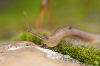 Close-up of snail on grass