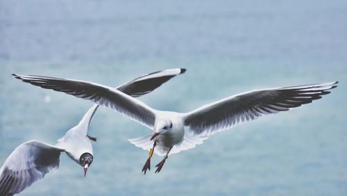 Seagulls over the baltic sea in gdynia