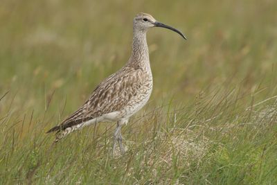 Bird on grassy field