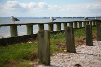 Seagull perching on wooden railing by sea against sky