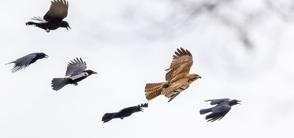 Low angle view of birds flying against sky