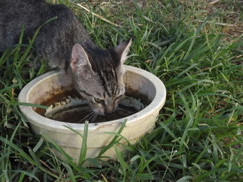 Cat relaxing on grassy field